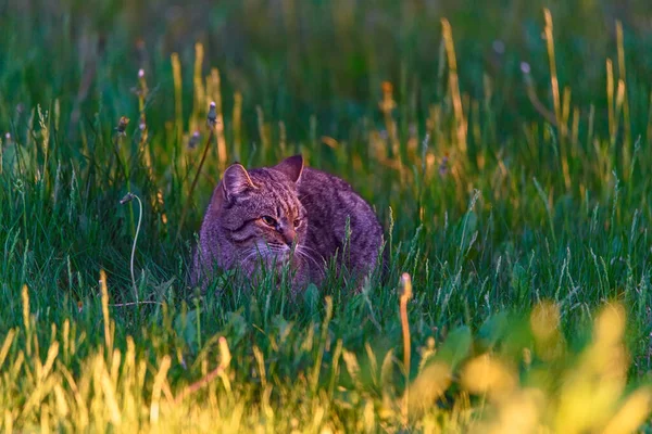 homeless gray cat in green grass