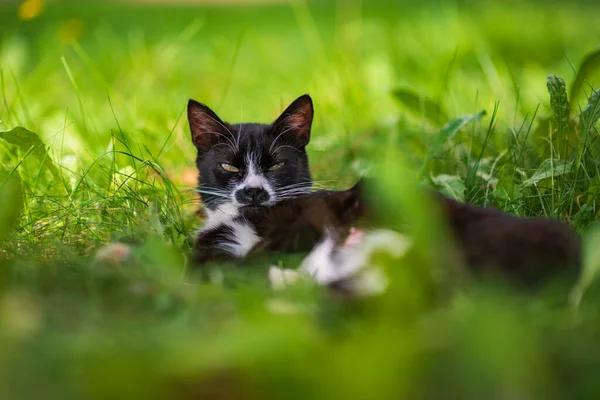 The black cat lies in the green grass.