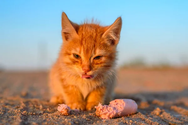 Piccolo Gattino Rosso Mangia Una Salsiccia — Foto Stock