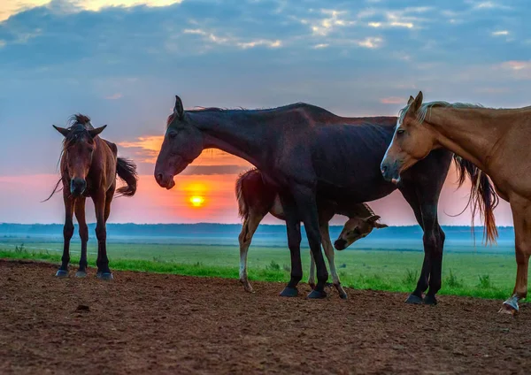 Chevaux Paissent Aube — Photo