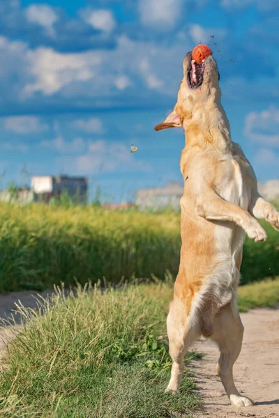 Fawn Labrador Bermain Dengan Bola Lapangan Musim Panas — Stok Foto