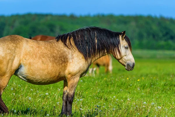 Egy Magányos Legel Mezőn — Stock Fotó