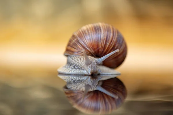 Hroznový Šnek Fotografováno Detailně Studiu — Stock fotografie