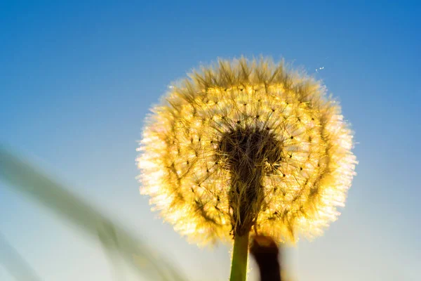 Pissenlits Sur Fond Soleil — Photo