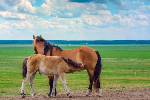 Twee Beige Paarden Grazen Weiland — Stockfoto