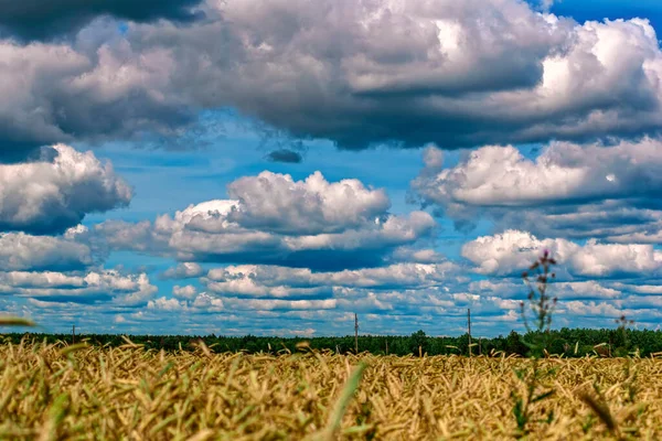 Natural landscape, Sky in clouds and wheat field