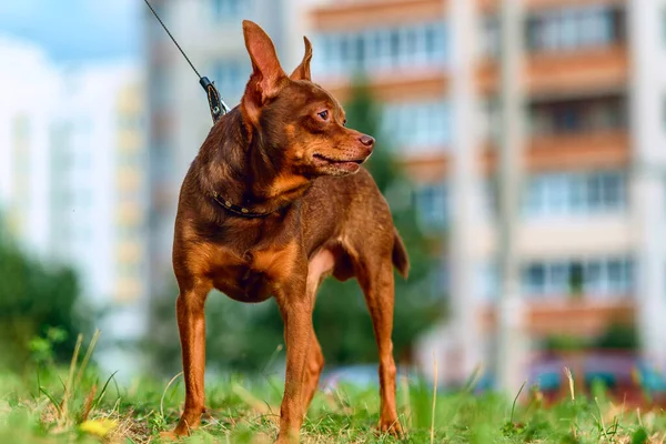 Kleine Hond Voor Een Wandeling — Stockfoto