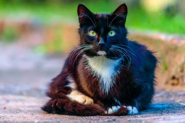 Gato Negro Está Sentado Camino — Foto de Stock