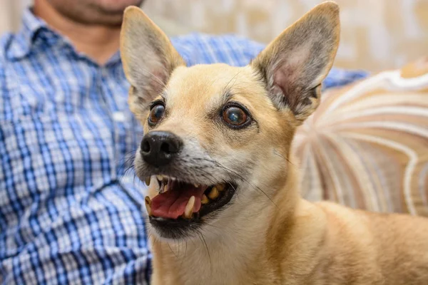 Cão Jaz Nas Pernas Homem — Fotografia de Stock