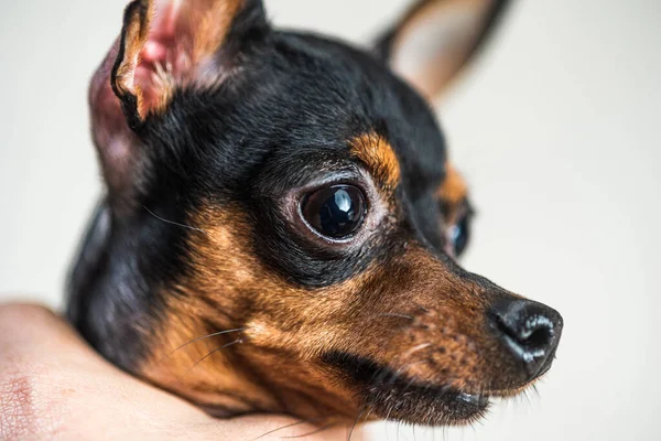 Retrato Terrier Juguete Estudio Sobre Fondo Gris —  Fotos de Stock