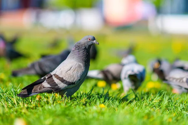 Pigeons Sitting Green Grass Summer — Stock Photo, Image