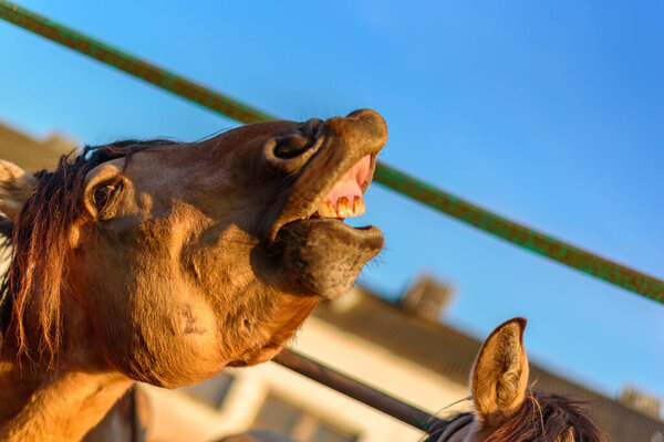 man feeds a horse