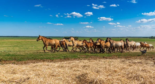 Pferdeherde Galoppiert Über Das Feld — Stockfoto