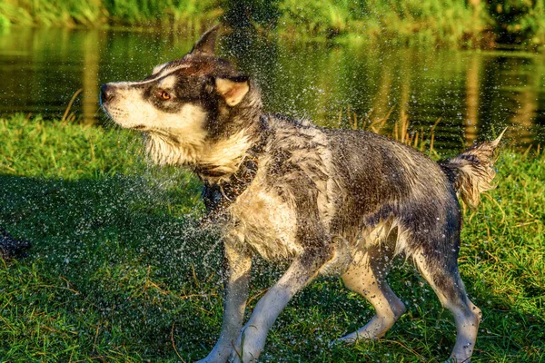 Husky Sacude Las Gotas — Foto de Stock