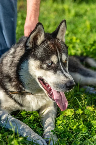 Portret Van Een Siberische Husky Van Dichtbij Gefotografeerd Een Park — Stockfoto