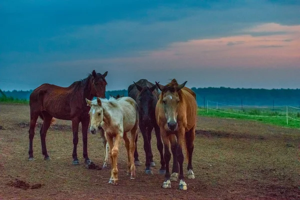 Chevaux Paissent Aube — Photo