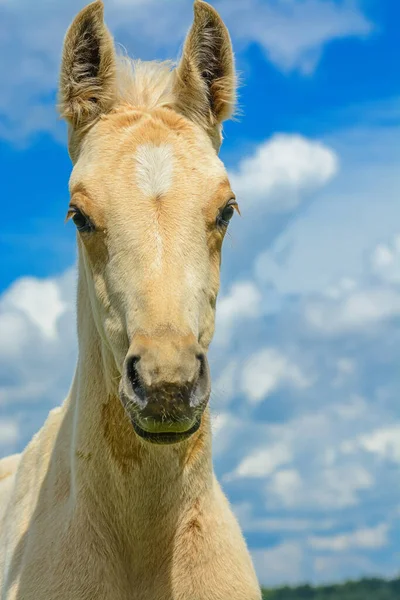 Gökyüzüne Bulutlara Karşı Bir Atın Portresi — Stok fotoğraf
