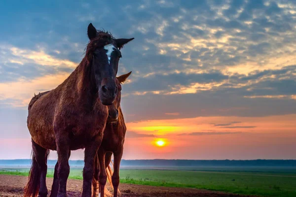 Лошади Пасутся Рассвете — стоковое фото