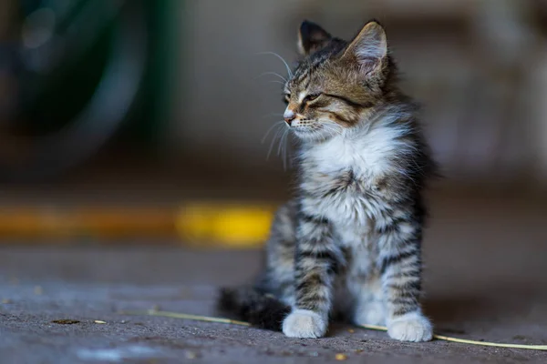 Portrait Small Kitten Close Strongly Blurred Background — Stock Photo, Image