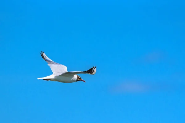 Gaviota Volando Contra Cielo Azul — Foto de Stock