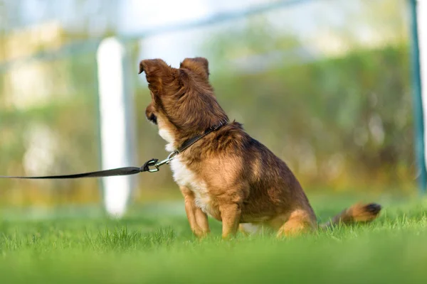 Σκύλος Παίζει Λουρί Στο Γρασίδι Καλοκαίρι — Φωτογραφία Αρχείου