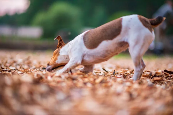 Raça Cão Jack Russell Brinca Com Pedaço Madeira Fotografado Parque — Fotografia de Stock