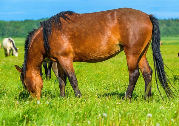 Ein Einsames Pferd Weidet Auf Dem Feld — Stockfoto