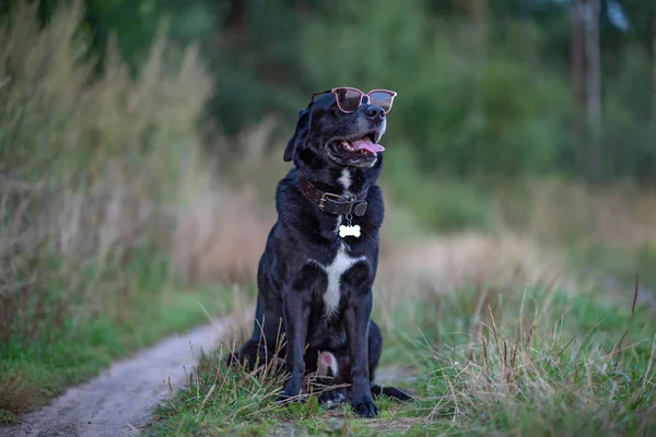 Kara Labrador Ormanda Gözlük Takarak Oturuyor — Stok fotoğraf