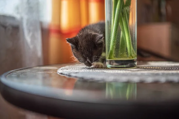 Ein Kleines Schwarz Weißes Kätzchen Spielt Auf Dem Tisch — Stockfoto