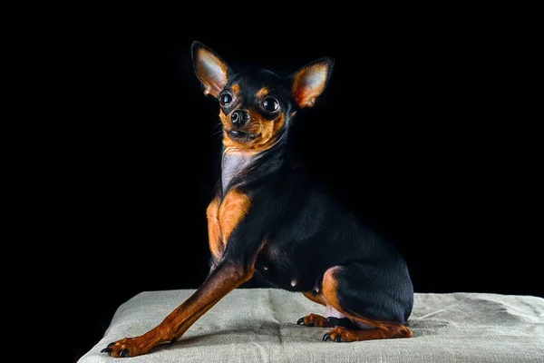 Πορτρέτο Ενός Όμορφου Μικρού Σκύλου Ένα Φωτογραφικό Στούντιο Μαύρο Φόντο — Φωτογραφία Αρχείου