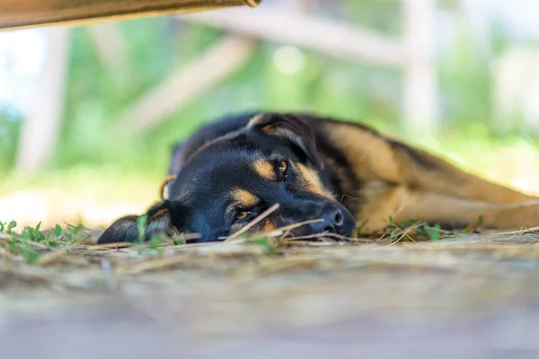 Chien Trouve Sous Voiture Ombre — Photo