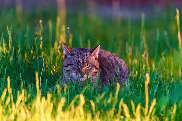 Homeless Gray Cat Green Grass — Stock Photo, Image