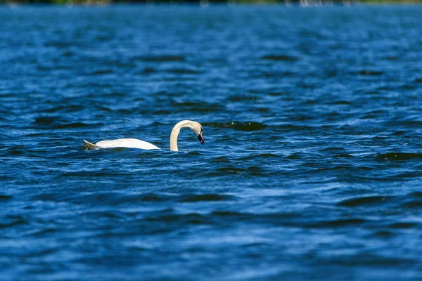 Cygne Solitaire Nageant Dans Lac — Photo