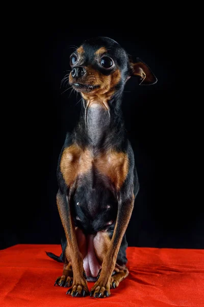 Retrato Cão Brinquedo Terrier Russo — Fotografia de Stock