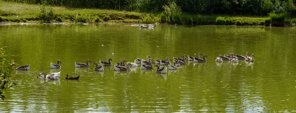 Enten Schwimmen Teich — Stockfoto