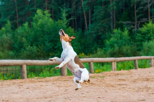 犬は食べ物のためにジャンプします — ストック写真