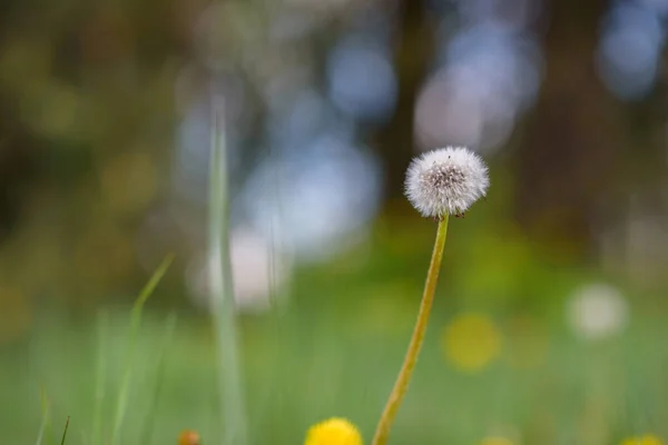 Pissenlit Sur Terrain Gros Plan Par Une Journée Ensoleillée — Photo