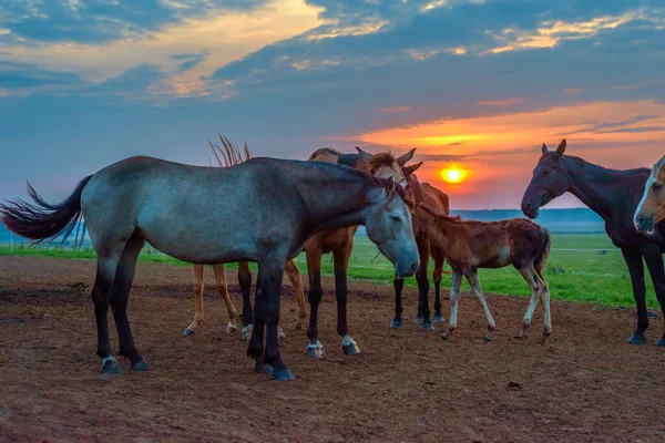 Cavalos Pastam Amanhecer — Fotografia de Stock