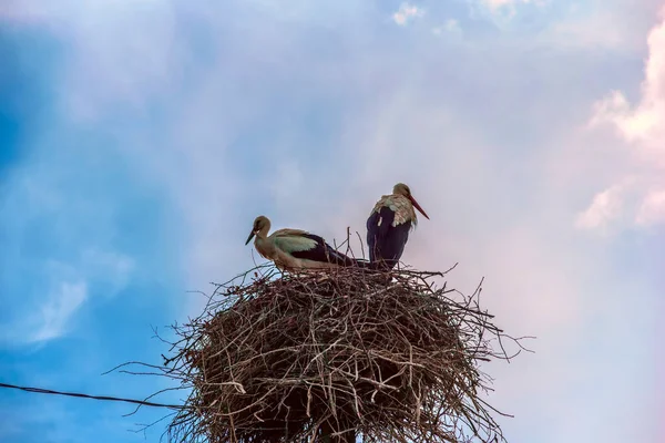 空と雲に対して巣の中でコウノトリ — ストック写真