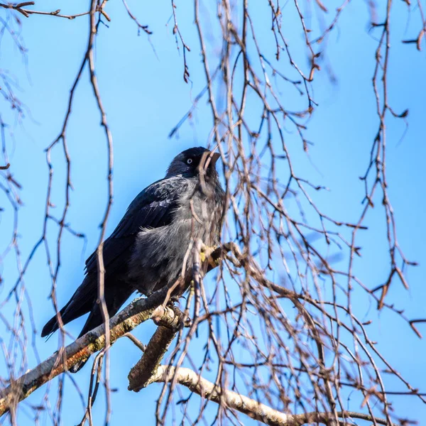 Eine Krähe Sitzt Auf Einem Baum Zwischen Den Ästen — Stockfoto
