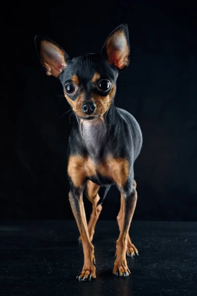 Perrito Sobre Fondo Negro — Foto de Stock