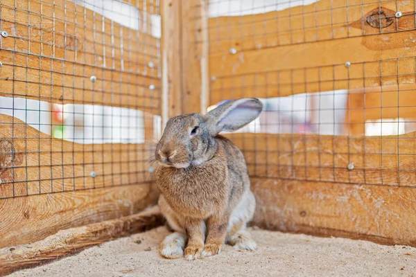Graues Kaninchen Einem Holzkäfig Aus Nächster Nähe Fotografiert — Stockfoto