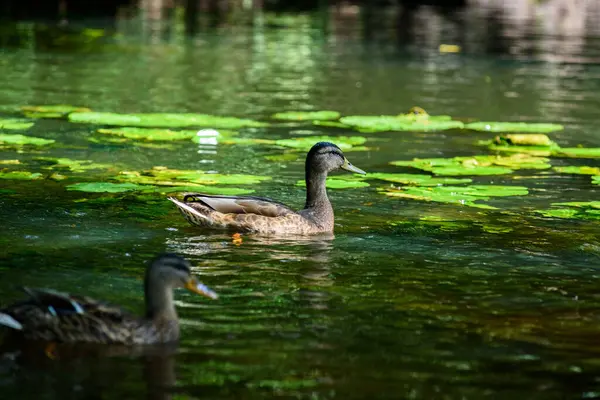 Patos Nadam Lagoa — Fotografia de Stock