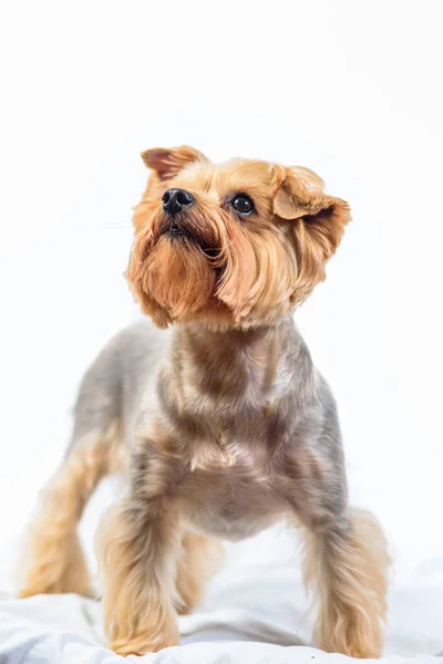 Yorkshire Terrier Aislado Sobre Fondo Blanco — Foto de Stock