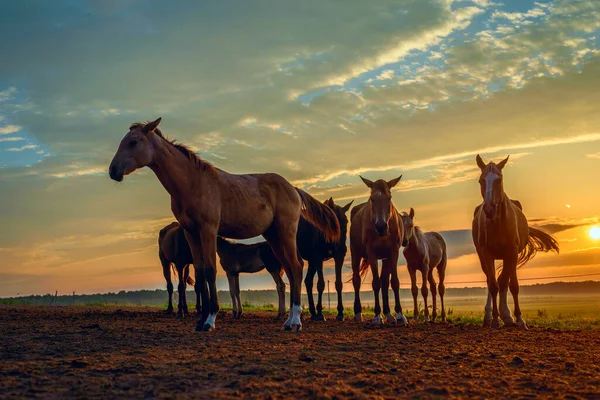 Atlar Şafak Vakti Çayırda Otluyor — Stok fotoğraf