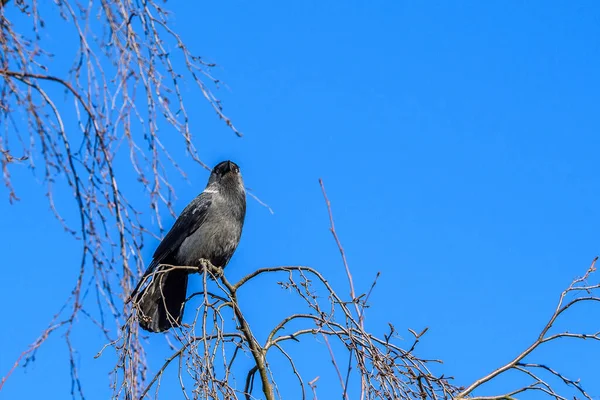 空に向かって木の上に一羽のカラスが座っている — ストック写真