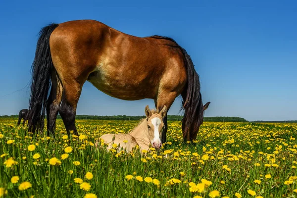 Koní Hříbat Pasoucí Poli Pampeliškami — Stock fotografie