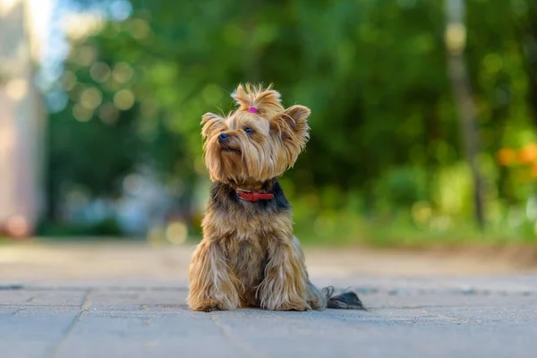 Ritratto Yorkshire Terrier Nel Parco Primo Piano Fotografato Con Sfondo — Foto Stock