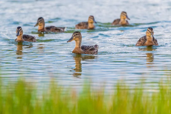 Bando Gansos Selvagens Nada Redor Lago — Fotografia de Stock