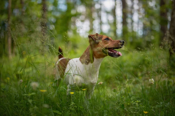 Retrato Jack Russell Terrier Floresta Close Fotografado — Fotografia de Stock